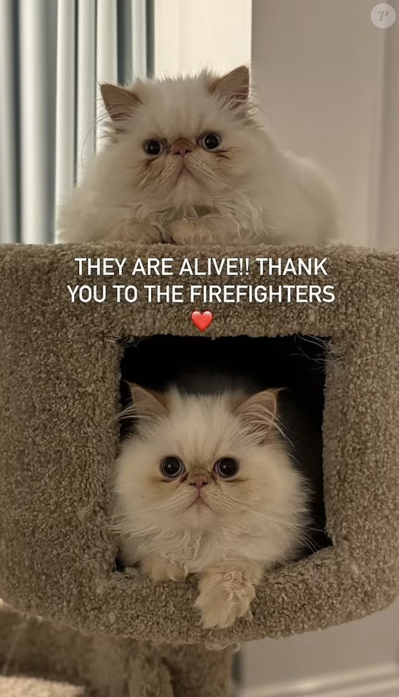 Après avoir craint que ses deux chats n'aient péri dans l'incendie, Cara s'est rendue sur son Instagram pour confirmer que ses chats persans blancs avaient en fait été sauvés par les pompiers.
Cara Delevingne, Instagram