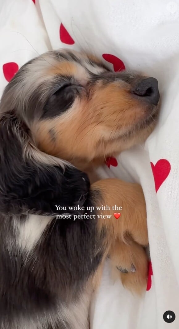 Dorénavant, une adorable femelle teckel à poil long partage son quotidien. Visiblement, l'influenceuse l'a adoptée il y a deux jours.
Iris Mittenaere tease l'arrivée de son petit chiot sur ses réseaux sociaux.
(Capture d'écran Instagram)