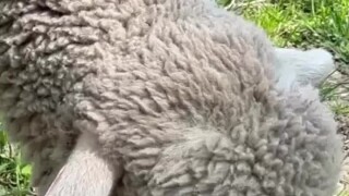 Icône du cinéma et célèbre "fille de" en voiture avec ses moutons : un sacré business dans sa ferme, propriété de 28 ares