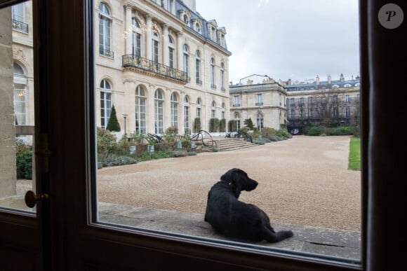 Némo le chien du couple présidentiel français dans les jardins de l'Elysée à Paris, France, le 1er février 2019. © Stéphane Lemouton/Bestimage 