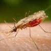 Moustique porteur du paludisme
