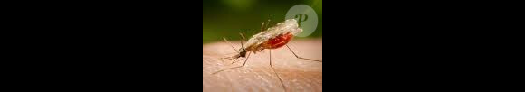 Moustique porteur du paludisme