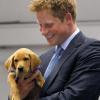 Le Prince Harry découvre un chien qui lui ressemble