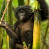 Des images de Bonobos.