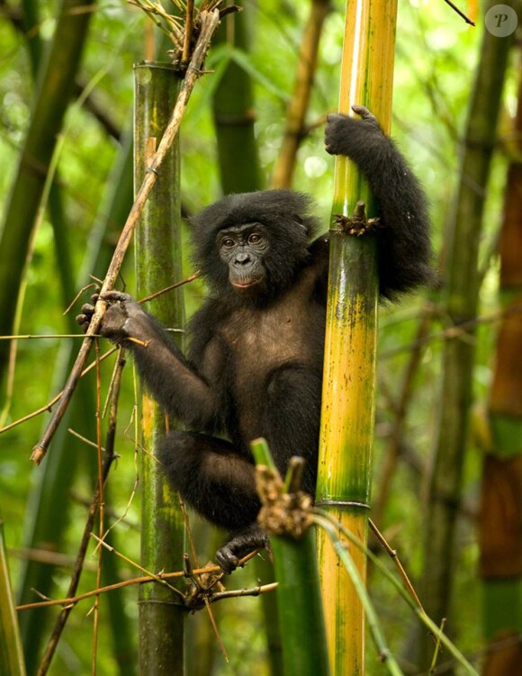 Des images de Bonobos.