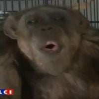 Cheeta, le singe de Tarzan, est mort le soir de Noël...