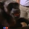 Triste nouvelle : Cheeta, le plus vieux chimpanzé du monde est décédé