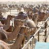 Festival du chameau à Al Dhafra, le 28 décembre 2011.