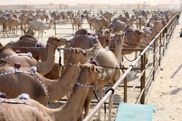 Festival du chameau à Al Dhafra, le 28 décembre 2011.