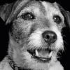 Uggie dans la dernière campagne de PETA