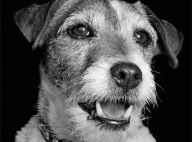 Uggie, le chien de The Artist, se mobilise pour PETA
