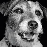Uggie, le chien de The Artist, se mobilise pour PETA