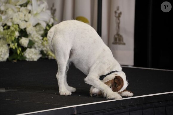 Uggie aux Oscars le 27 février 2012