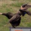 Angelina Jolie s'envole sur le tournage du film Maleficent. Le 26 juin 2012 en Angleterre.