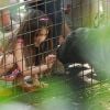 Katie Holmes, sa fille Suri et sa mère Kathleen se sont rendues au zoo de New York, le 11 juillet 2012 - La petite fille oublie le divorce de ses parents grâce aux animaux.