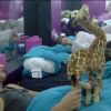 Julien et sa girafe dans Secret Story 6