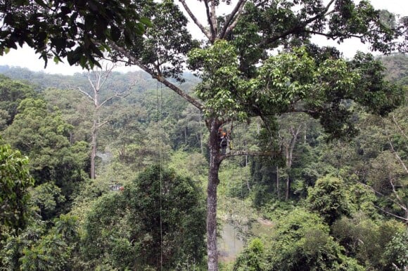 Le prince William et son épouse Kate Middleton se sont retrouvés à 40m de hauteur dans un arbre lors de leur visite dans la forêt tropicale de Sabah sur l'île de Borneo le 15 septembre 2012