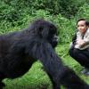 Sonia Rolland rendant visite à la famille des gorilles Sabignwo, au Rwanda, le 29 novembre 2012.
