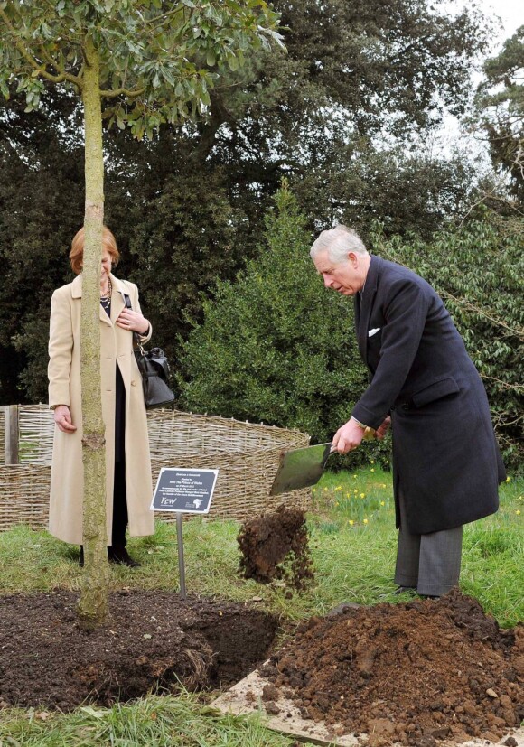 Le prince Charles plantait le 27 mars 2013 dans les jardins botaniques royaux de Kew un jeune chêne à la mémoire de la biologiste kenyane Wangari Maathai Muta, Nobel de la Paix 2004, décédée en septembre 2011.