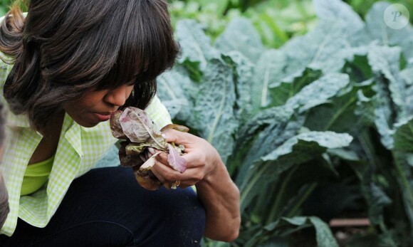 Concentrée, Michelle Obama récolte les légumes du potager de la Maison Blanche en compagnie d'enfants originaires du New Jersey qui ont été touchés par l'ouragan Sandy, et ceux qui ont planté les légumes au mois d'avril. Washington, le 28 mai 2013.