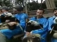 Backstreet Boys : Pour son retour, le boys band culte chante avec des pandas !
