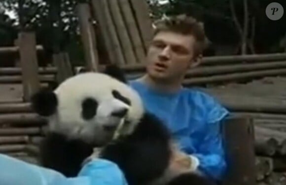 Les Backstreet Boys en visite dans le Centre de recherche sur le Panda géant à Chengdu en Chine, le 30 mai 2013.