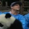 Les Backstreet Boys lors de la visite dans le Centre de recherche sur le panda géant à Chengdu en Chine, le 30 mai 2013.