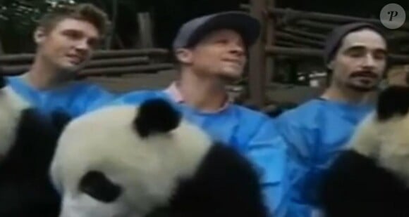 Les Backstreet Boys lors de la visite dans le Centre de recherche sur le panda géant à Chengdu en Chine, le 30 mai 2013.