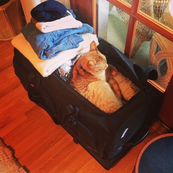Billy, le chat de Kate Walsh, tente de se joindre au voyage de l'actrice. Instagram, août 2013.