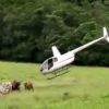 Un hélicoptère rassemble le bétail (Les Anges de la télé-réalité 6 - épisode diffusé le mercredi 14 mai 2014 sur NRJ 12.)