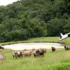 Un hélicoptère rassemble le bétail (Les Anges de la télé-réalité 6 - épisode diffusé le mercredi 14 mai 2014 sur NRJ 12.)