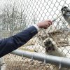 Le prince Charles nourrit l'ours polaire Hudson au zoo de Winnipeg au Canada le 21 mai 2014