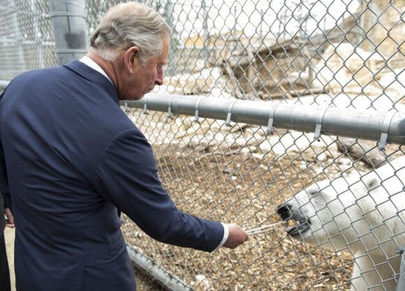 Le prince Charles nourrit l'ours polaire Hudson au zoo de Winnipeg au Canada le 21 mai 2014