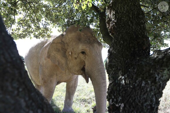 Exclusif - La princesse Stéphanie de Monaco fête le 1er anniversaire de l'arrivée des éléphantes Baby et Népal au domaine de Fontbonne sur la commune de Peille, le 12 juillet 2014.