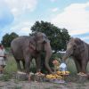 Exclusif - La princesse Stéphanie de Monaco fête le 1er anniversaire de l'arrivée des éléphantes Baby et Népal au domaine de Fontbonne sur la commune de Peille, le 12 juillet 2014.