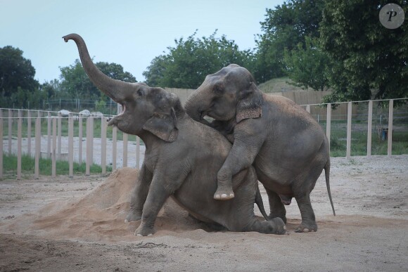 Exclusif - La princesse Stéphanie de Monaco fête le 1er anniversaire de l'arrivée des éléphantes Baby et Népal au domaine de Fontbonne sur la commune de Peille, le 12 juillet 2014.