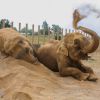 Exclusif -  Arrivée des éléphantes Baby et Népal au domaine de Fontbonne sur la commune de Peille, le 13 juillet 2013.