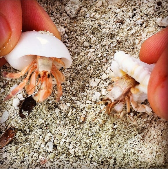 ''Mon mari m'a fait une surprise avec des crabes (sic).'' Photo des vacances aux Maldives d'Example et sa femme Erin McNaught, enceinte de leur premier enfant, en septembre 2014, du 17 au 24. Publiée sur le compte Instagram de l'ancienne Miss Australie.