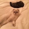 Olivia, la chatte de Taylor Swift sur Instagram, le 13 octobre 2014