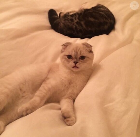 Olivia, la chatte de Taylor Swift sur Instagram, le 13 octobre 2014