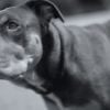 Tom Brady et son chien Lua dans une vidéo pour la marque UGG Australia
