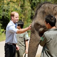 Prince William en Chine : Ours, éléphante, de quoi rendre George jaloux !