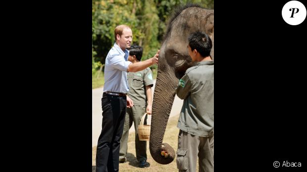 Le prince William rencontre Ran Ran, 13 ans, dans le sanctuaire des éléphants de Xishuangbanna, dans la province du Yunnan, le 4 mars 2015 lors de sa visite officielle en Chine.