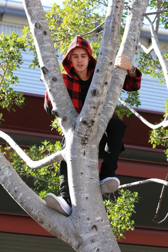 Justin Bieber monte dans un arbre à Sydney, le 3 juillet 2015