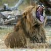 Lions dans le parc national de Hwange au Zimbabwe - 20 janvier 2014