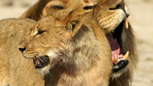 Mort du lion Cecil : Ricky Gervais, Alyssa Milano... La colère des stars !