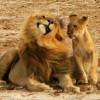 Lions dans le parc national de Hwange au Zimbabwe - 20 janvier 2014