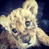 Khloé Kardashian, tombée amoureuse d'Eddie, bébé tigre du parc de la fondation Black Jaguar White Tiger, à Mexico City. Photo publiée le 6 août 2015.