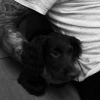 Les Beckham présentent Olive, leur nouveau chien / photo postée sur Instagram.