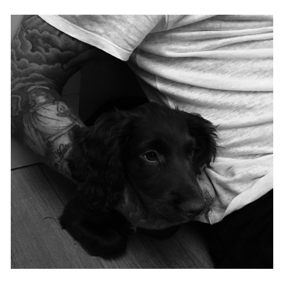 Les Beckham présentent Olive, leur nouveau chien / photo postée sur Instagram.